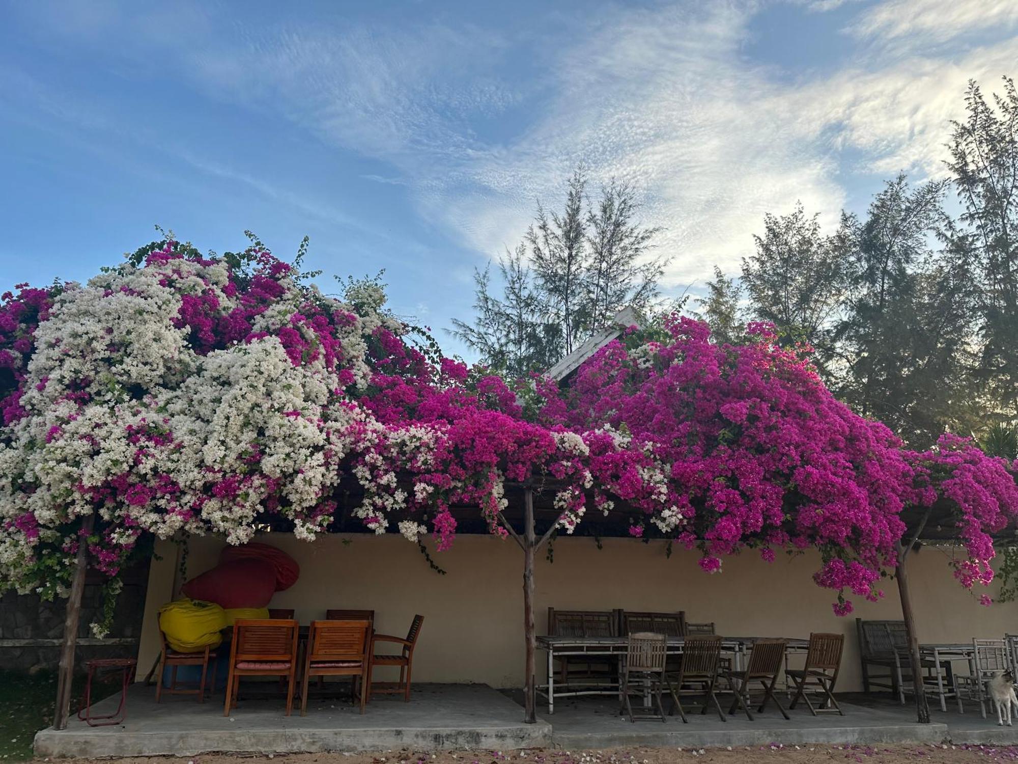Orchid Boutique Beach Resort Phan Thiet Dış mekan fotoğraf